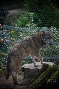 Eurasian-Wolf
