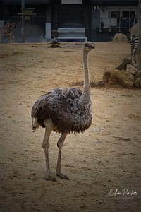 Ostrich