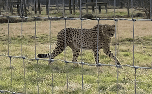 cheetah