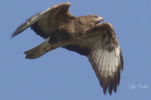 Buzzard in Flight at Stone Henge, January 2024