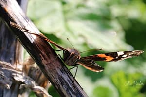 Red Admiral on Branch