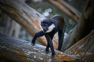 L`hoest Monkey
