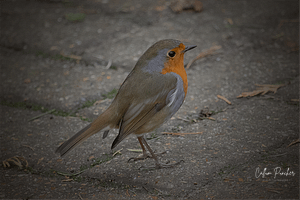Robin on Floor