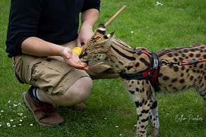 Serval being Trained