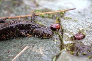 Great Crested Newt