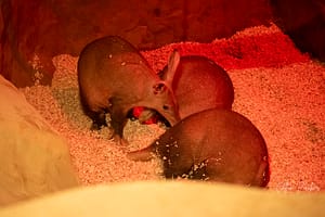 Aardvark