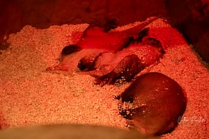 Aardvarks resting in a sandy enclosure under red light, showing their unique body shape and coloration.