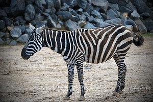 Dusty Zebra at Colchester Zoo