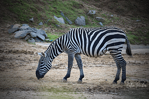 Zebra Grazing at Colchester Zoo