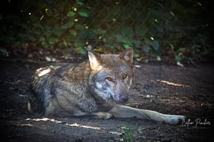 Eurasian-Wolf