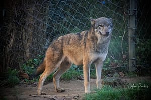 Eurasian-Wolf