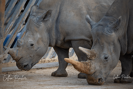 Adult Rhino at Colchester Zoo