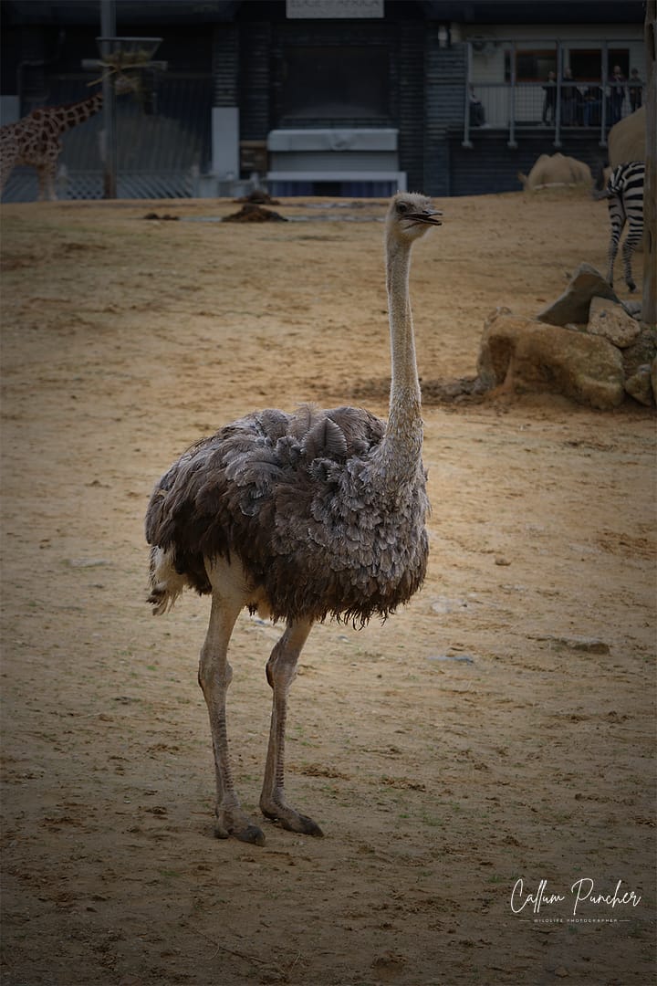 Ostrich