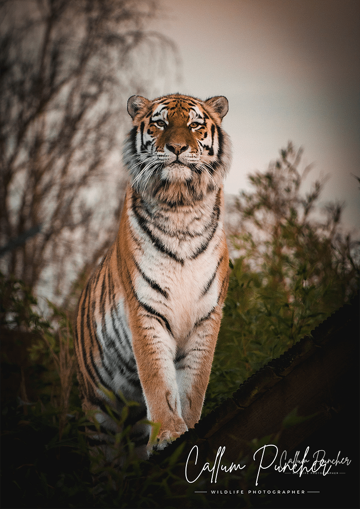 Amur Tiger