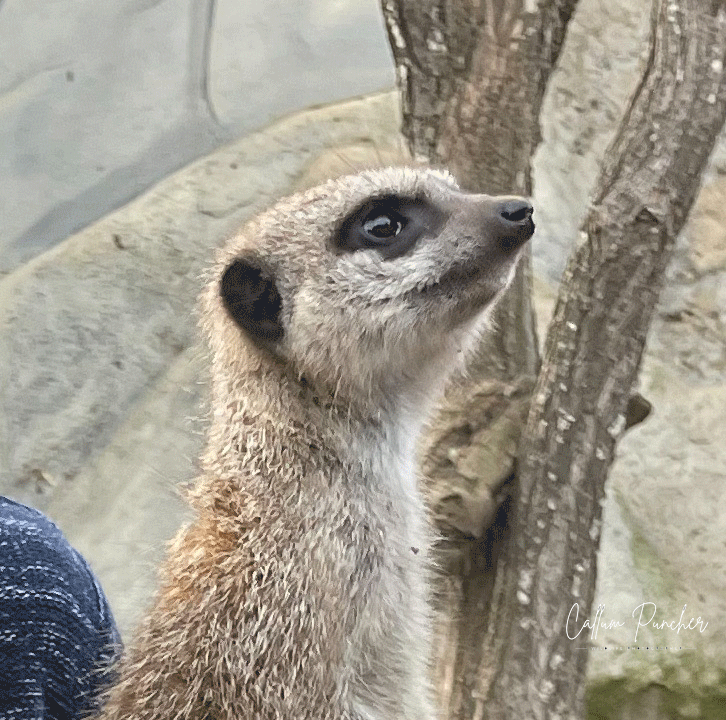 Meerkat on the lookout