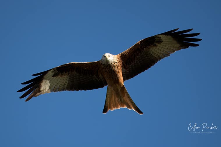 Red Kite In flight at Stone Henge