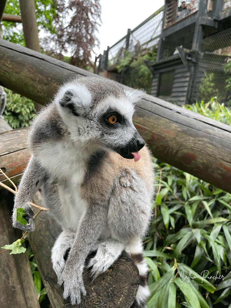 Lemur with Tongue out