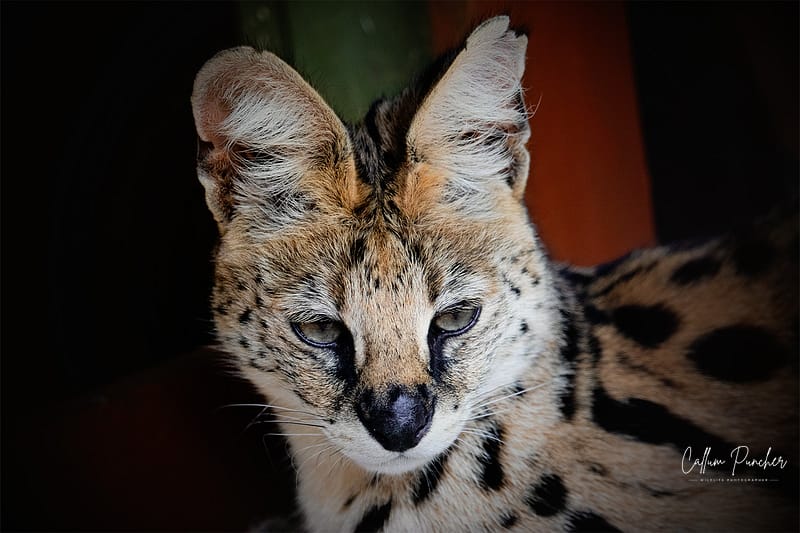 Serval
