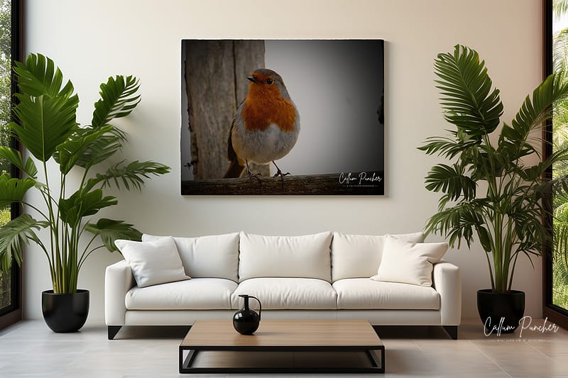 European Robin Canvas Print: A Touch of Nature’s Charm