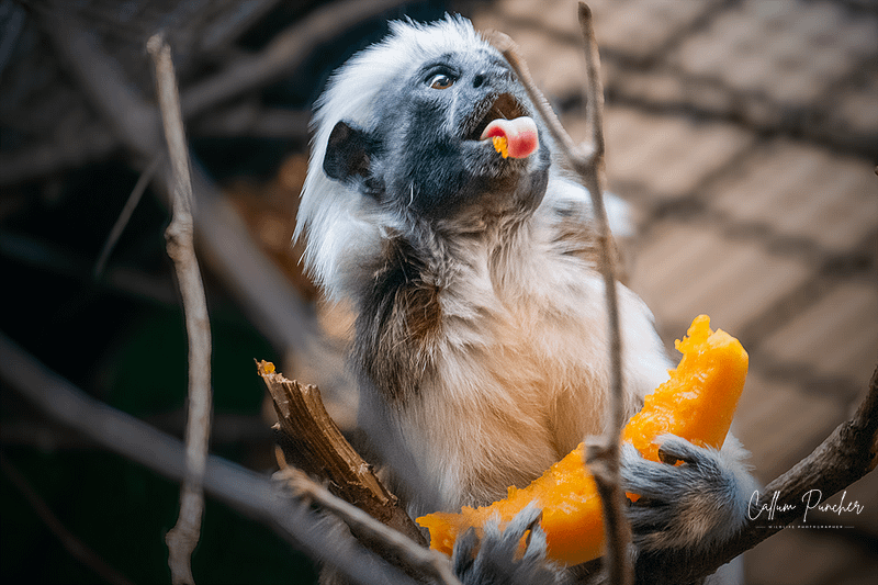 Cotton-top Tamarin