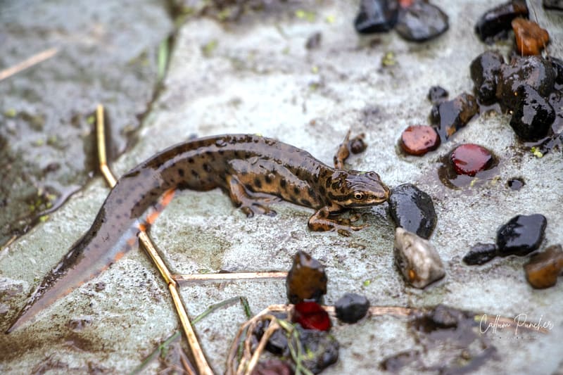 Great Crested Newt