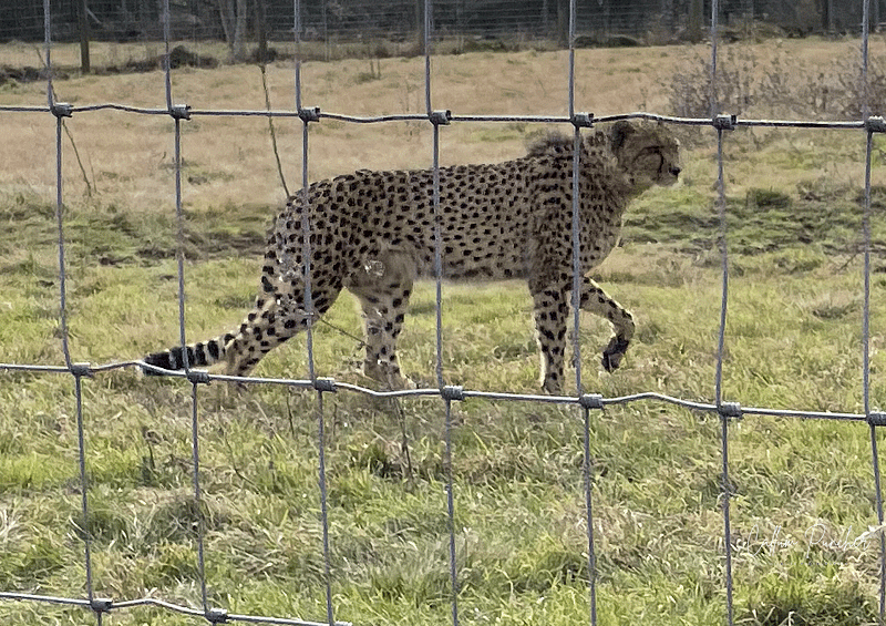 Cheetah